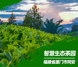 托普助力廈門(mén)同安試點(diǎn)生態(tài)茶園 以綠色發(fā)展引領(lǐng)鄉(xiāng)村振興